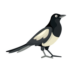 Cartoon black and white magpie in flat style. Picture for educational children's book and ornithological encyclopedia. Common European bird. Simple icon. Cute colorful bird. Isolated design element.