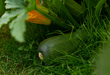 Zucchini in the garden, household, vegetable growing
