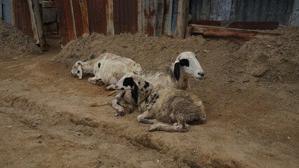 Sheep resting in the street of Kano, Nigeria