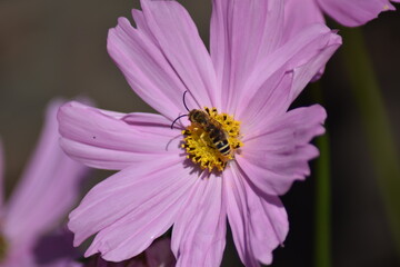 Rosa blühendes Schmuckkörbchen (Cosmos bipinnatus) mit Insekt