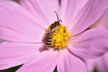 Rosa blühendes Schmuckkörbchen (Cosmos bipinnatus) mit Insekt
