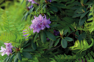 Close-up of purple flower of a blooming rhododendron.