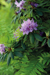 Close-up of purple flower of a blooming rhododendron.