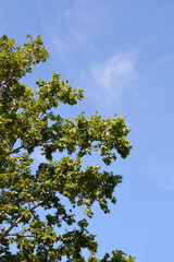 London plane
