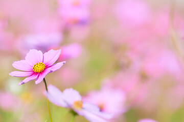 ふんわりした優しい色合いの一輪のピンク色のコスモスの花