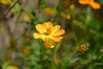 Sulfur cosmos