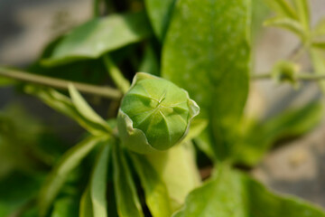 Common passion flower