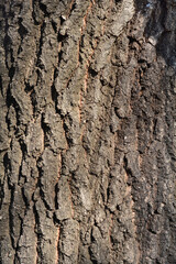 Naklejka premium English oak