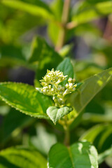 Paniculate hydrangea Little Lime