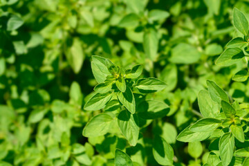 Oregano Herrenhausen