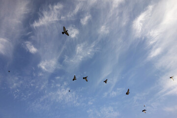 doves pigeons flying on the gorgeous blue cloudy sky