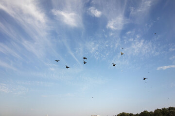 doves pigeons flying on the gorgeous blue cloudy sky