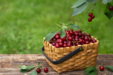 Fototapeta na wymiar Fresh sour cherry in basket