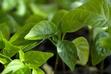 Fototapeta na wymiar Green juicy seedlings of hot peppers in a growing container close-up, soft selective focus. Agriculture