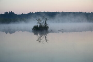 Lonely tree in the fog in the forest in the lake in the swamp in the morning at sunrise