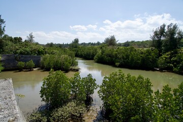 Fototapeta premium Natural scenery of Shimajiri mangrove forest