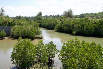 The view of Shimajiri mangrove forest in Miyakojima.