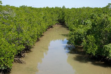 Muddy river surrounded by mangrove forest