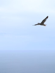 Fototapeta na wymiar seagull in the sky