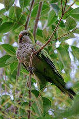 bird on the tree