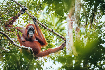 Orangutan in the jungle of Borneo, Indonesia. © ronnybas