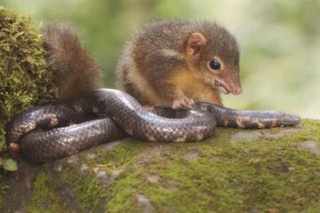 A Javan treeshrew is ready to attack a pipe snake that enters its territory. This animal has the scientific name Tupaia javanica.