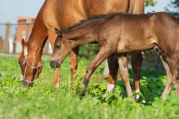 Naklejka na ściany i meble black little foal grazing with mom at pasture freely. sunny summer day.close up