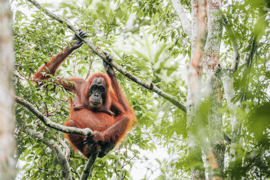 Orangutan in the jungle of Borneo, Indonesia.