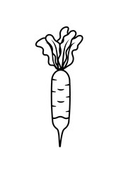 Daikon radish vegetable fresh veg product, organic farm food production vector illustration. Raw daikon with leaves for healthy diet isolated on white. Doodle style