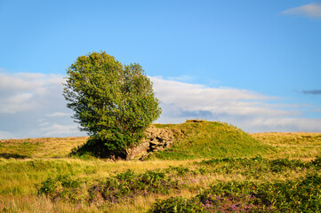 Fototapeta premium Single tree grows out of old structure, on moorland to the west of Otterburn in Northumberland National Park at Redesdale below the Cheviot Hills