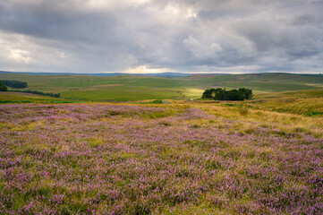 Obraz na płótnie Canvas Purple heather on the moors, on moorland to the west of Otterburn in Northumberland National Park at Redesdale below the Cheviot Hills