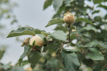 Still completely green, unripe apples on a tree branch, bottom view