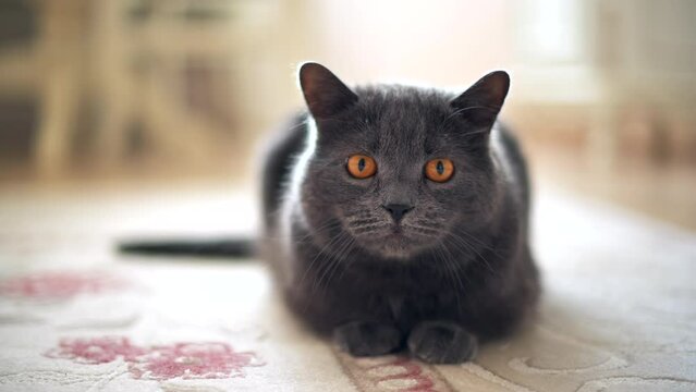 British fold cat with orange eyes playing at home