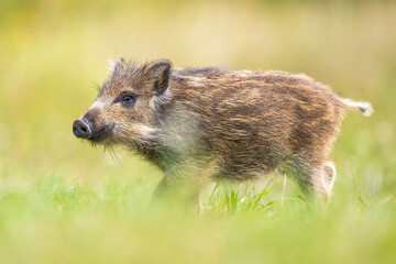 wild boar piglet at summer scenery