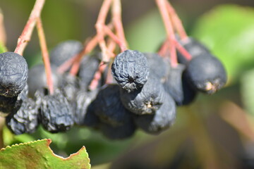 Verschrumpelte Beeren - Aronia prunifolia Nero