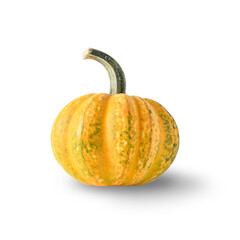 Organic big pumpkin on a white background with copy space. Autumn harvest for Thanksgiving Day or Halloween Party.