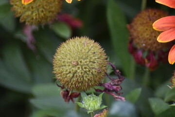Verblühte Kokardenblume (Gaillardia)