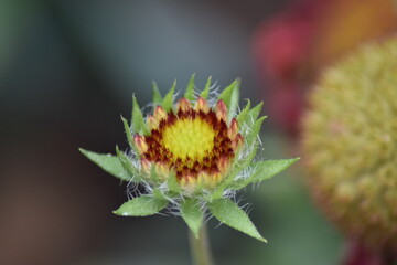 Blütenknospe einer Kokardenblume (Gaillardia)