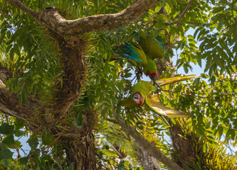 Great green macaw (Ara ambiguus), also known as Buffon's macaw or the great military macaw, at Costa Rica's caribean Coast playing in trees © Miguel