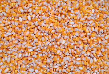 Dried corn. Agricultural products. Corn for animal feed.
