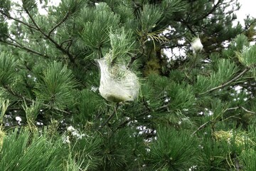 White silk nest built by the caterpillar of the pine processionary hanging from a branch,...