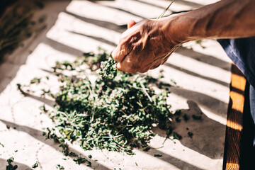 Senior florist collecting dried herbs selective focus. Rustic table with seasoning heap and old human hand. Homeopathy apothecary preparing mint, thyme, oregano or rosemary aromatic herbal plant - obrazy, fototapety, plakaty