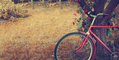 Fototapeta na wymiar retro bicycle near tree with beautiful garden flowers over summer or autumn garden