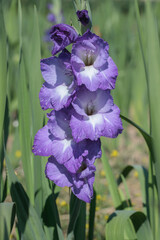 Single purple, blue gladiolus spike in a garden.