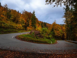 Asphalt road bend covered with fallen colorful forest leaves after autumn rain