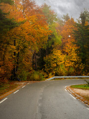 Wet asphalt road leading through autumn forest in vibrant colors on a rainy day