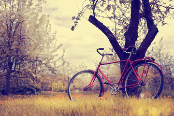 Fototapeta premium retro bicycle near tree, travel or relax garden nature summer backgrund with bike 