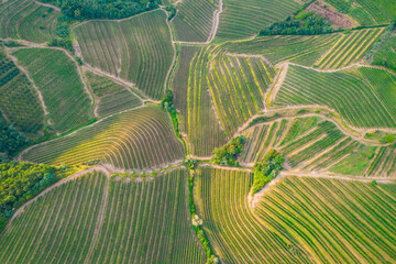 AERIAL: Lovely view of wine country with vineyards pattern across the hillsides - obrazy, fototapety, plakaty