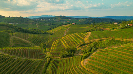 AERIAL: Beautiful cultivated wine region with vineyards and speckled farm houses - obrazy, fototapety, plakaty