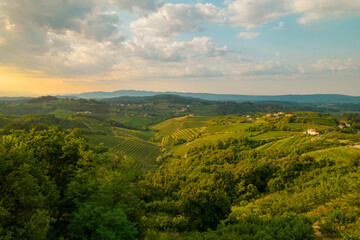AERIAL: Hilly wine country with beautiful vineyards and forest in golden light - obrazy, fototapety, plakaty
